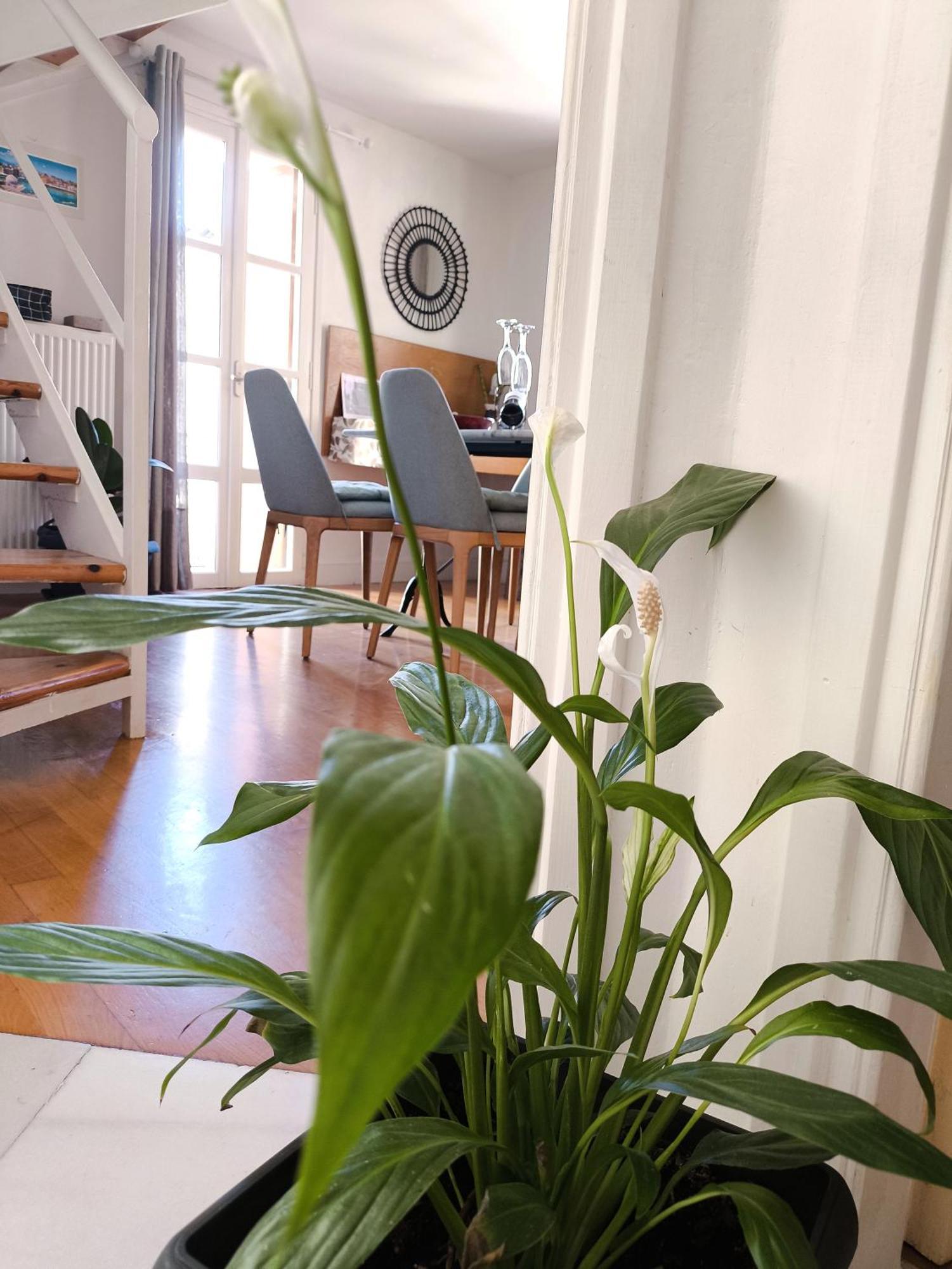 Kallisti Stone House Apartment Chania  Buitenkant foto